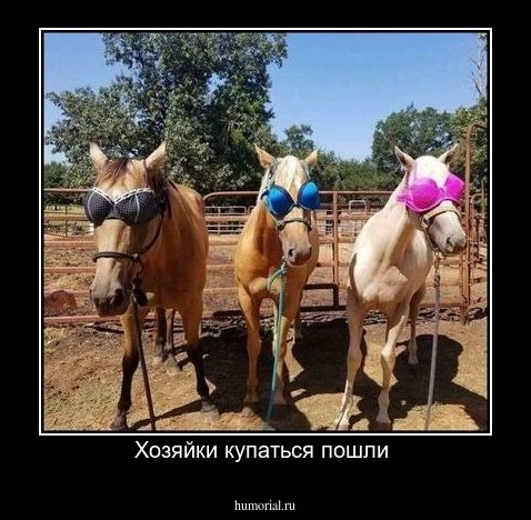 Хозяйки купаться пошли 