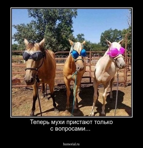 Теперь мухи пристают только с вопросами...