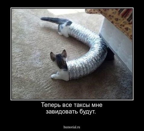 Теперь все таксы мне завидовать будут.   