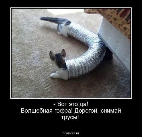 - Вот это да! Волшебная гофра! Дорогой, снимай трусы!