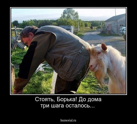 Стоять, Борька! До дома три шага осталось...