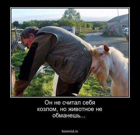 Он не считал себя козлом, но животное не обманешь...