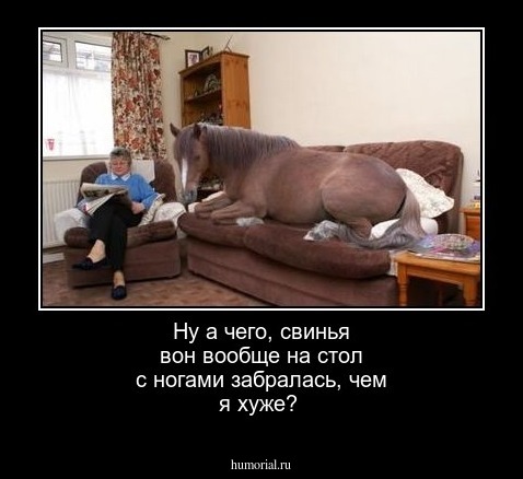 Ну а чего, свинья вон вообще на стол с ногами забралась, чем я хуже?