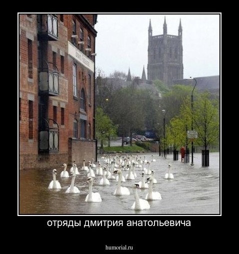 отряды дмитрия анатольевича