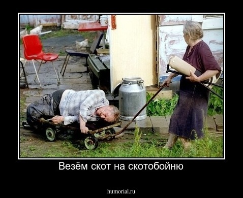 Везём скот на скотобойню