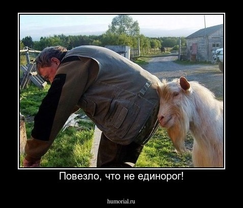 Повезло, что не единорог!