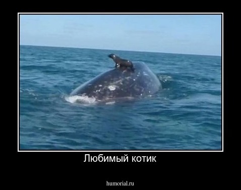 Любимый котик