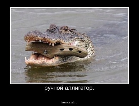 ручной аллигатор.