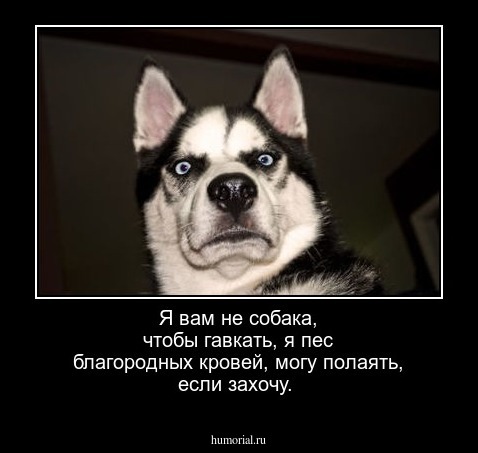 Я вам не собака, чтобы гавкать, я пес благородных кровей, могу полаять, если захочу.
