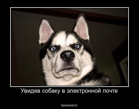 Увидев собаку в электронной почте