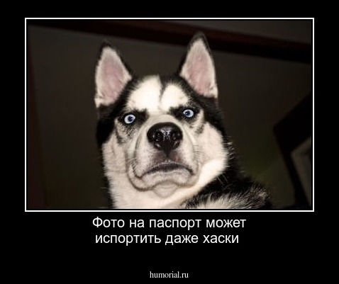 Фото на паспорт может испортить даже хаски