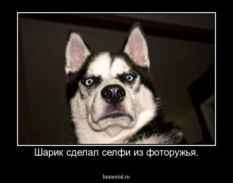 Шарик сделал селфи из фоторужья.