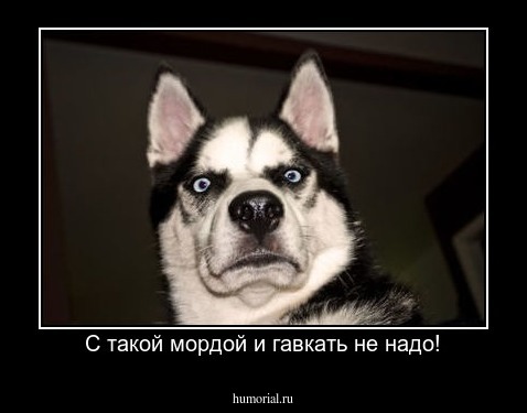 С такой мордой и гавкать не надо!