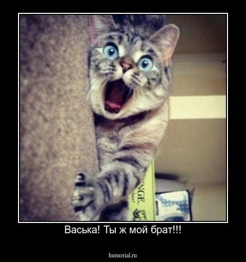 Васька! Ты ж мой брат!!!