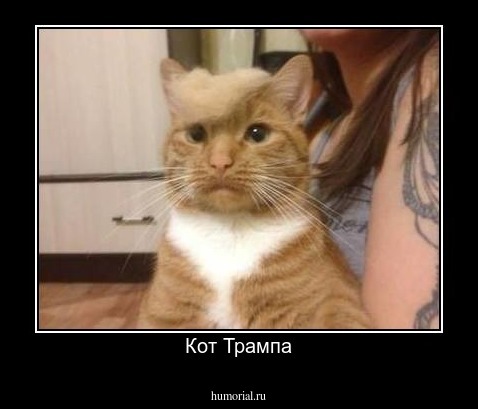 Кот Трампа