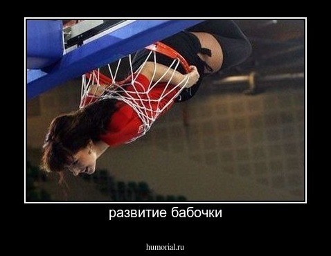 развитие бабочки