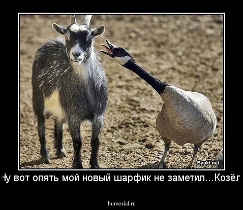 Ну вот опять мой новый шарфик не заметил...Козёл!