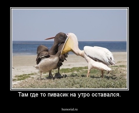 Там где то пивасик на утро оставался.
