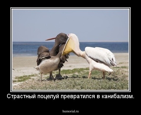 Страстный поцелуй превратился в канибализм.