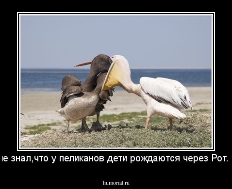 не знал,что у пеликанов дети рождаются через Рот...