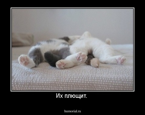 Их плющит. 