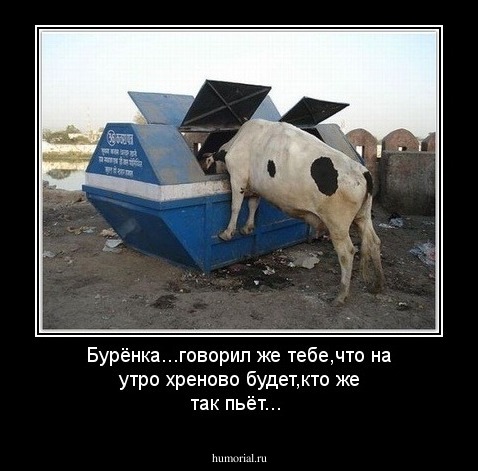 Бурёнка...говорил же тебе,что на утро хреново будет,кто же так пьёт...