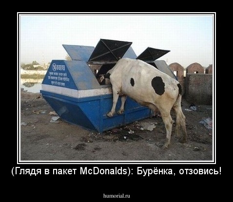 (Глядя в пакет McDonalds): Бурёнка, отзовись!