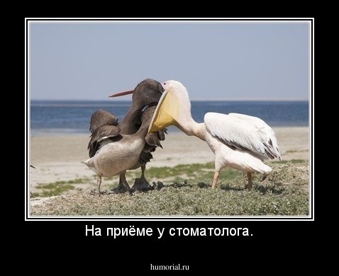 На приёме у стоматолога.