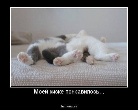 Моей киске понравилось...