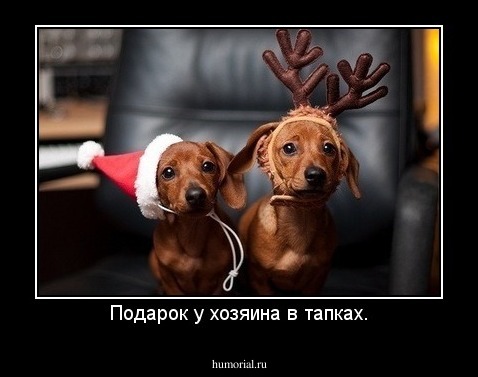 Подарок у хозяина в тапках.
