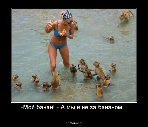 -Мой банан! - А мы и не за бананом...