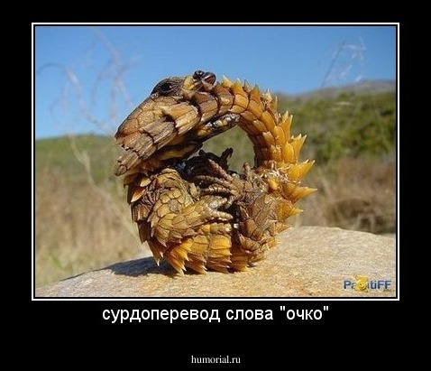 сурдоперевод слова "очко"