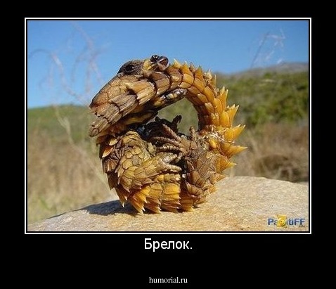 Брелок.