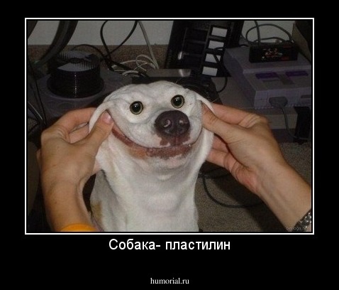 Собака- пластилин