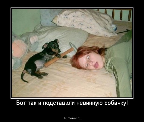 Вот так и подставили невинную собачку!
