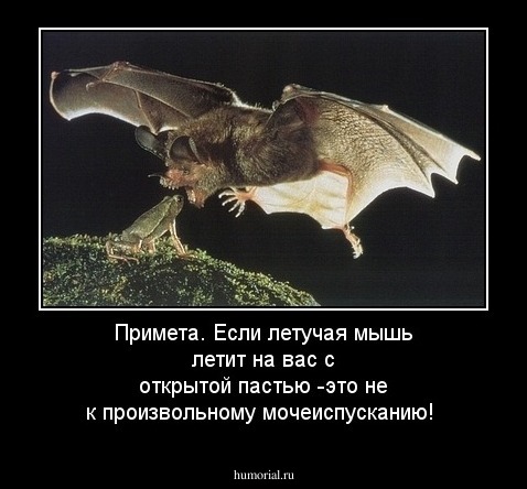Примета. Если летучая мышь летит на вас с открытой пастью -это не к произвольному мочеиспусканию! 