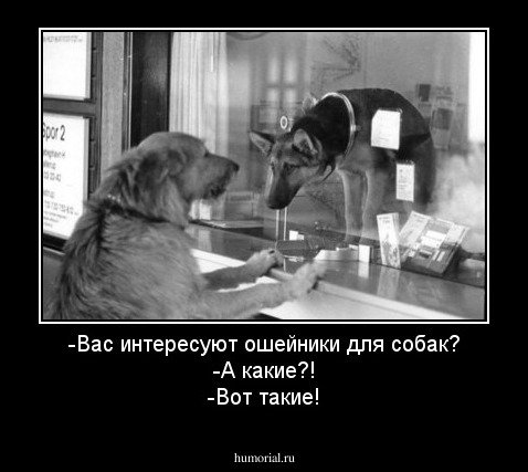 -Вас интересуют ошейники для собак?
-А какие?!
-Вот такие!