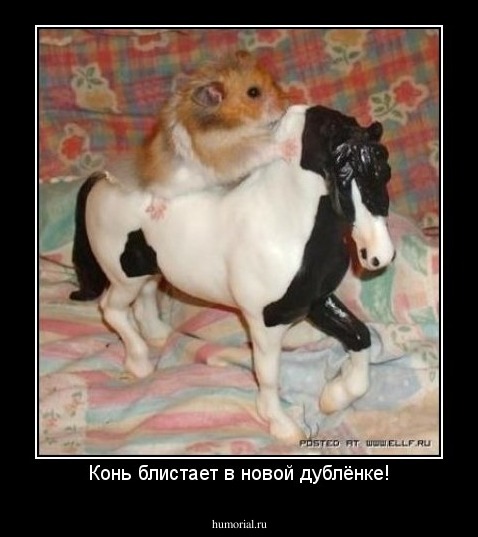 Конь блистает в новой дублёнке!