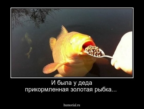 И была у деда прикормленная золотая рыбка...