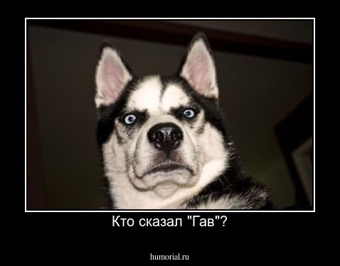 Кто сказал "Гав"?