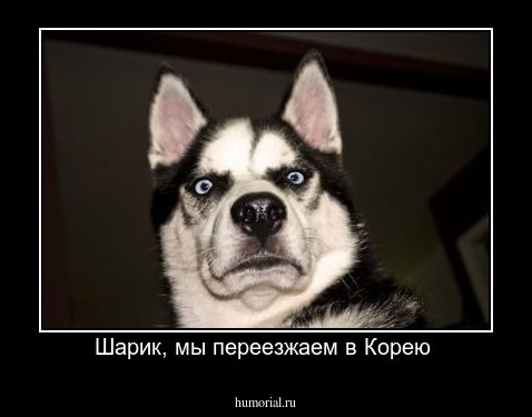 Шарик, мы переезжаем в Корею 