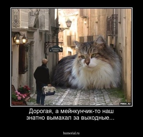 Дорогая, а мейнкунчик-то наш знатно вымахал за выходные...
