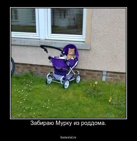 Забираю Мурку из роддома.