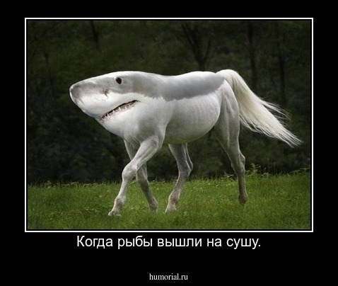 Когда рыбы вышли на сушу.