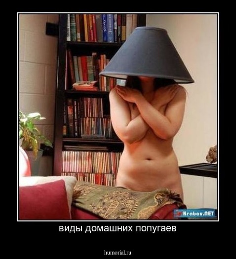 виды домашних попугаев
