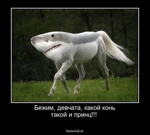 Бежим, девчата, какой конь такой и принц!!!