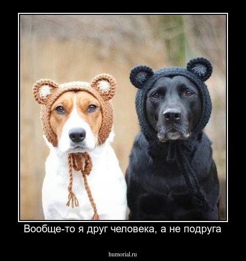 Вообще-то я друг человека, а не подруга