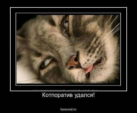 Котпоратив удался!