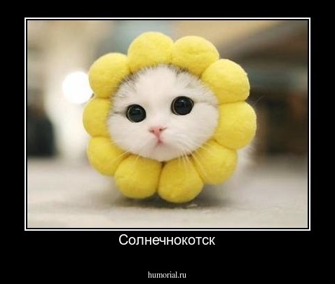 Солнечнокотск