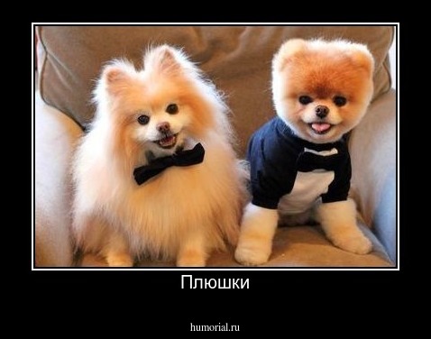 Плюшки